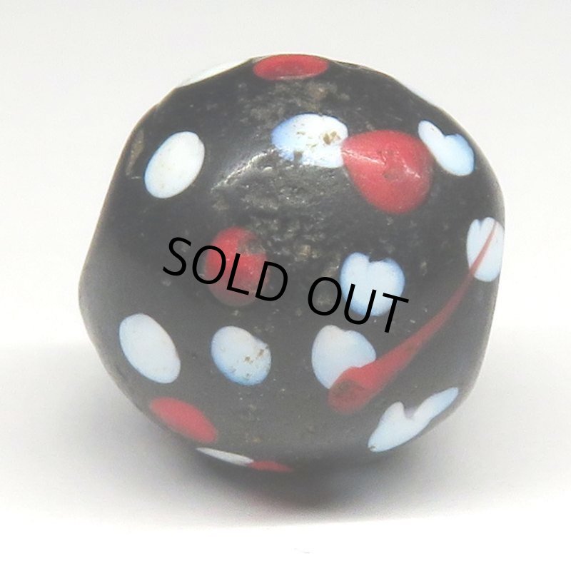 画像3: 赤い目のブラックスカンク (3)