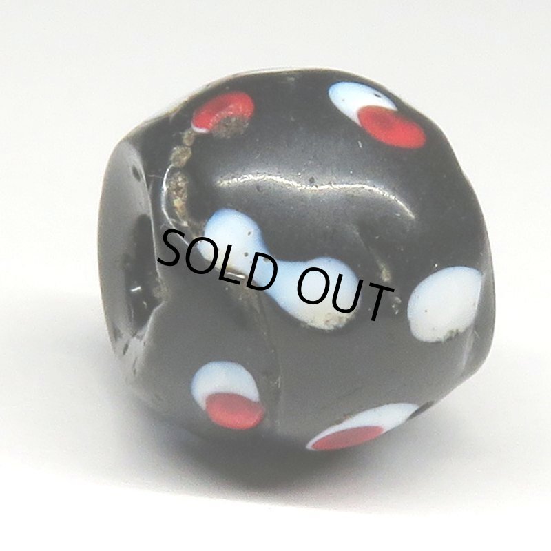 画像3: 赤い目のブラックスカンク (3)