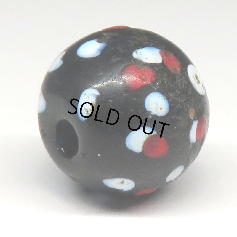 画像4: 赤い目のブラックスカンク (4)