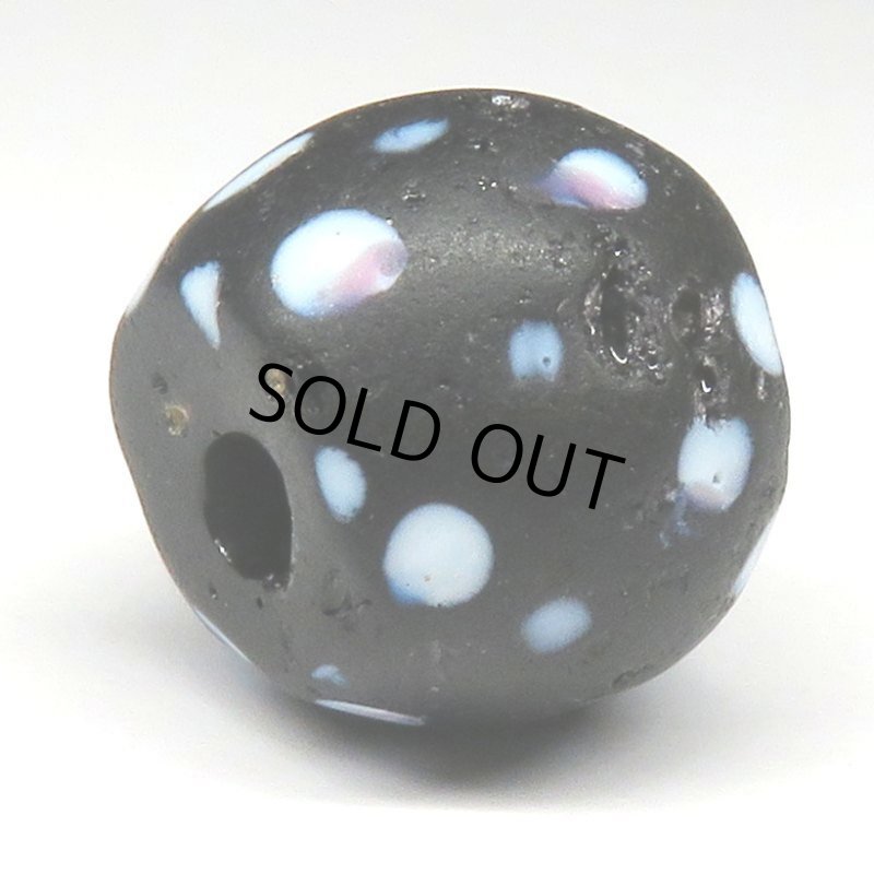 画像4: 大型ブラックスカンク (4)