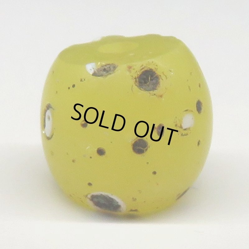 画像2: クリームイエローファンシースカンク (2)