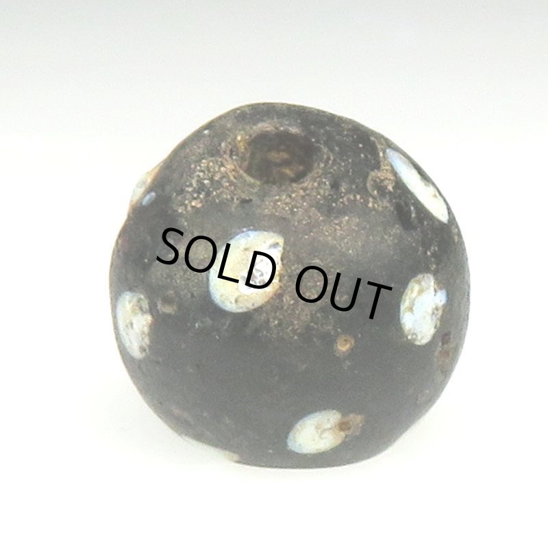 画像2: ブラックスカンク (2)