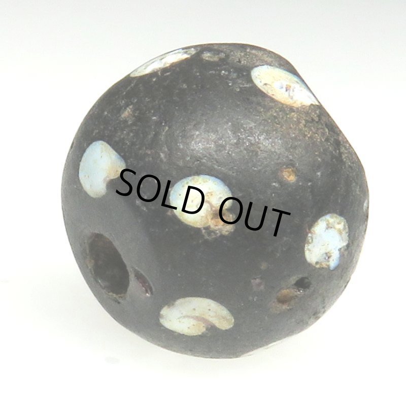 画像4: ブラックスカンク (4)