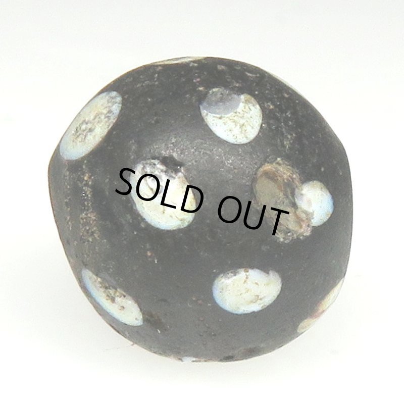 画像3: ブラックスカンク (3)