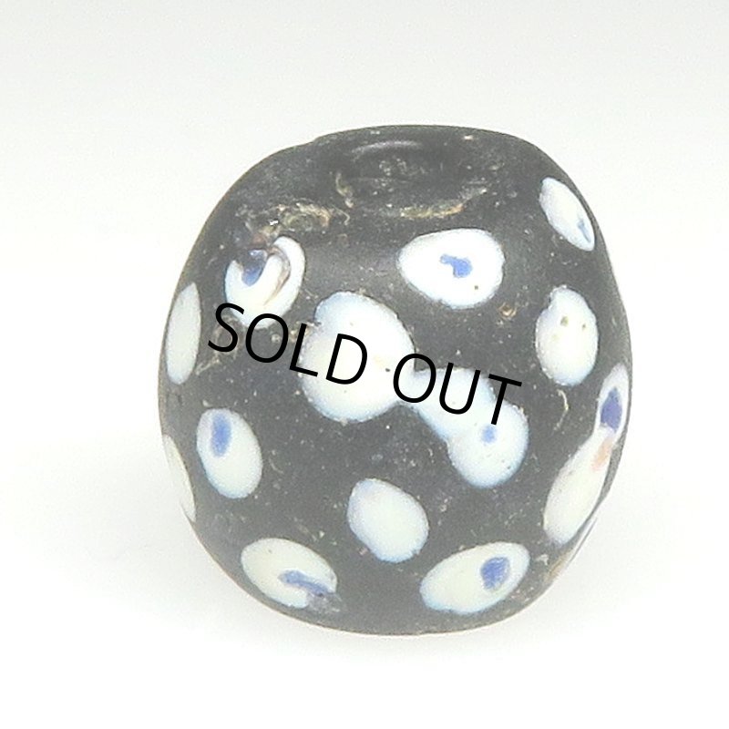 画像2: 美紺ドットのブラックスカンク (2)