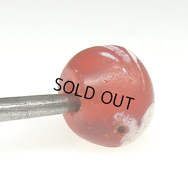 画像3: スクイッグル レッドクリア (3)