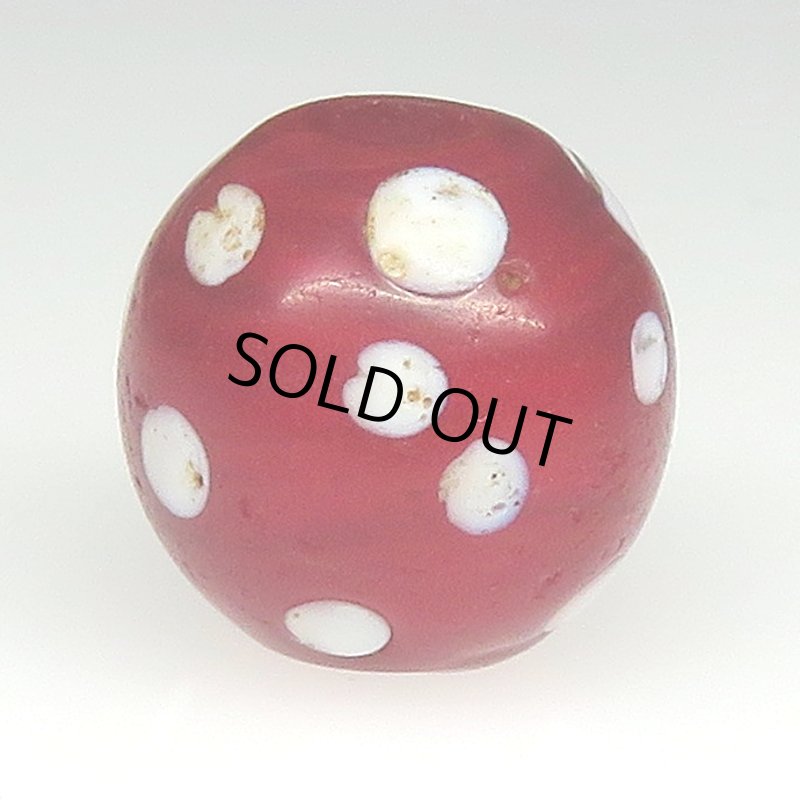 画像2: 美濃赤のレッドスカンク (2)