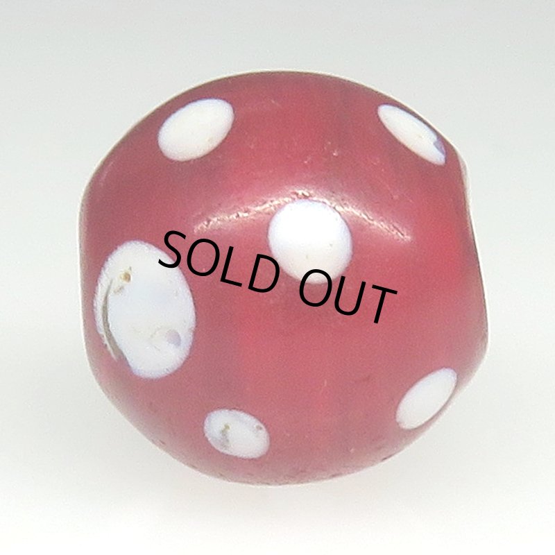 画像3: 美濃赤のレッドスカンク (3)