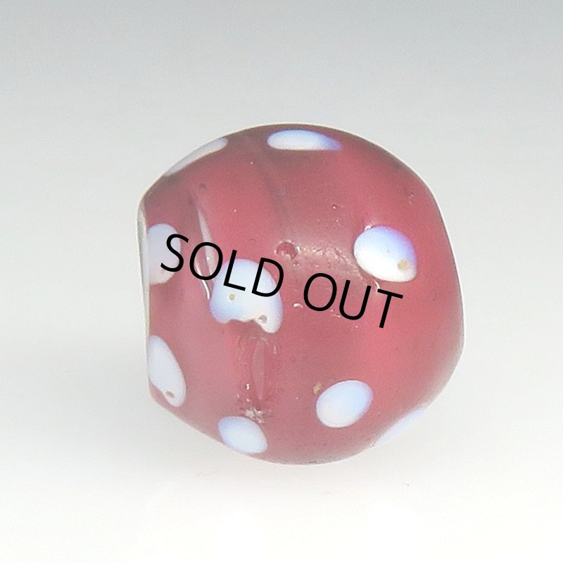 画像3: 金赤のレッドスカンク (3)