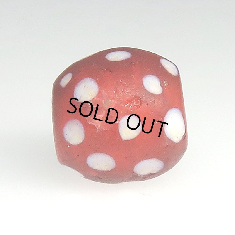 画像3: 金赤のレッドスカンク (3)