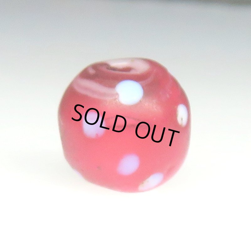 画像2: 美キャンディーのような金赤のレッドスカンク (2)