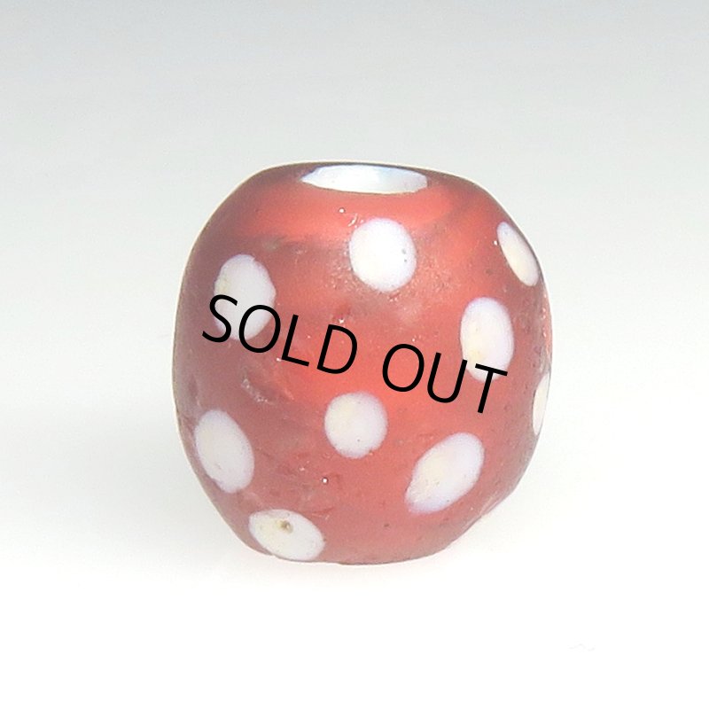 画像2: 金赤のレッドスカンク (2)