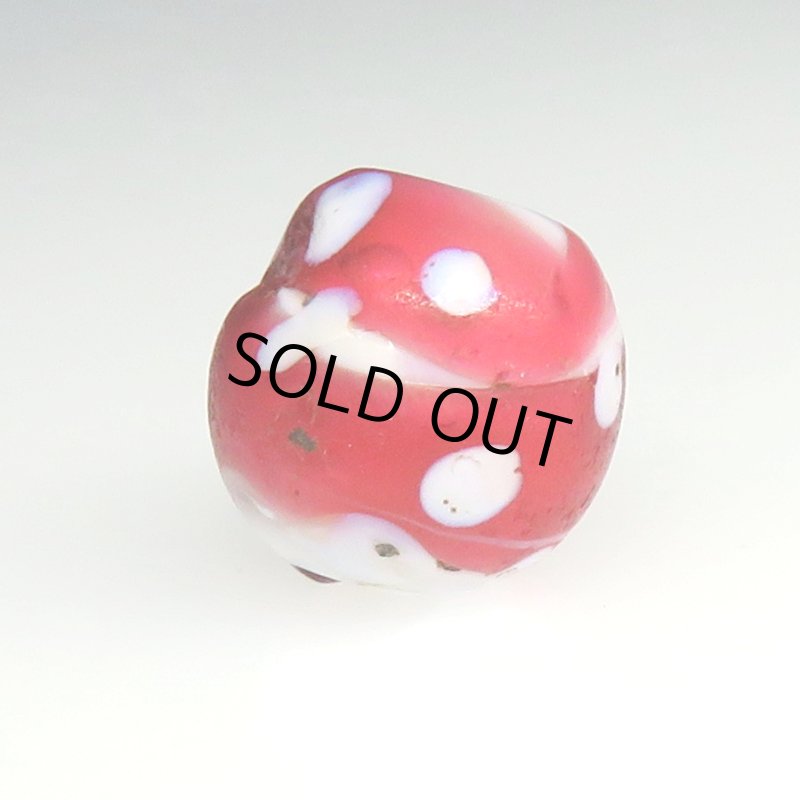 画像2: キャンディーのような金赤のレッドスカンク (2)