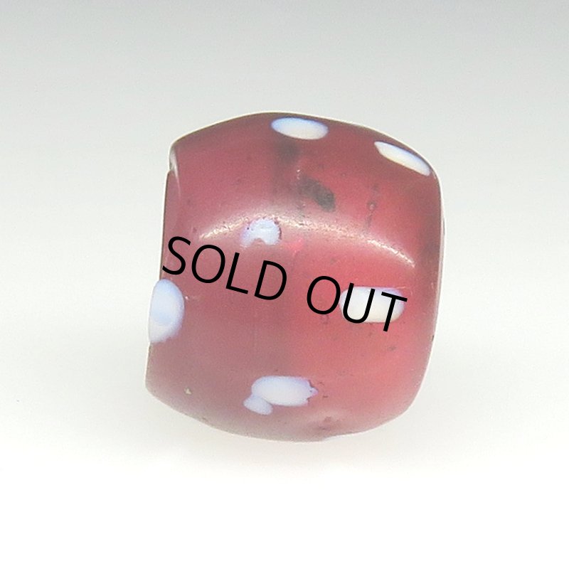 画像3: 美深い金赤のレッドスカンク (3)