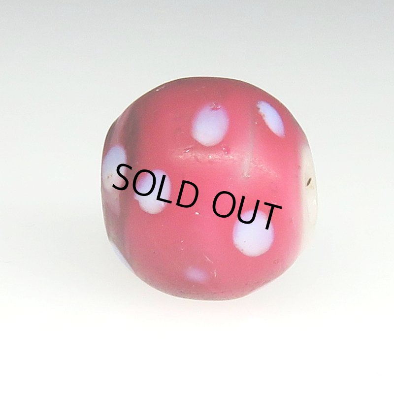 画像3: 美キャンディーのような金赤のレッドスカンク (3)