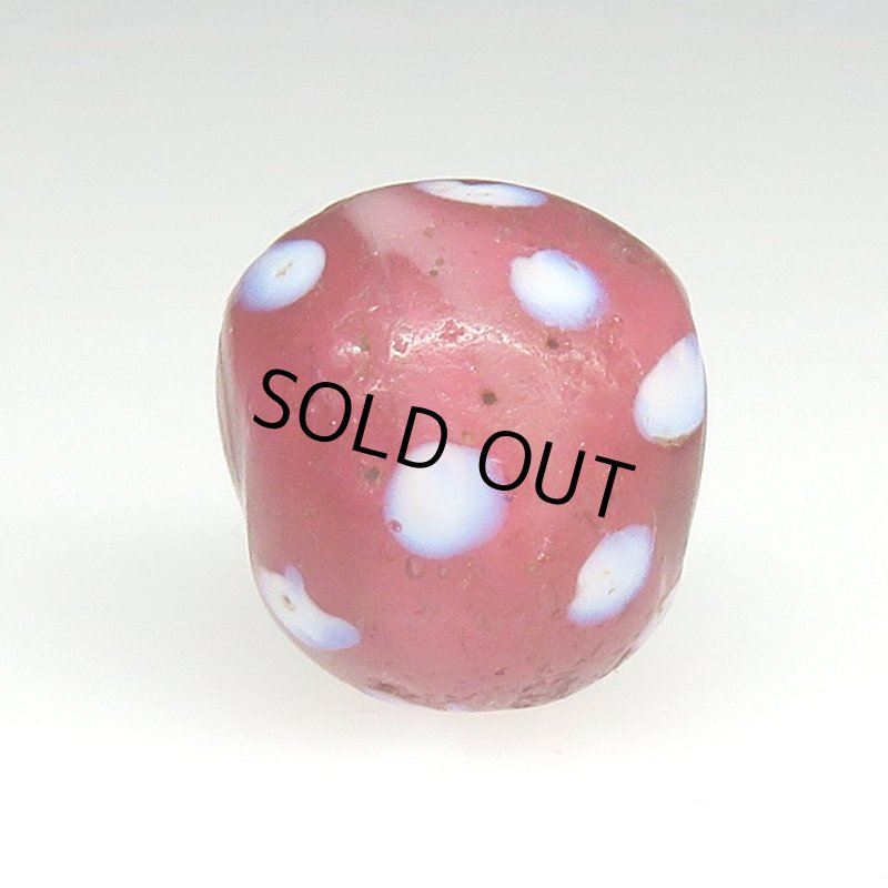 画像3: 金赤のレッドスカンク (3)