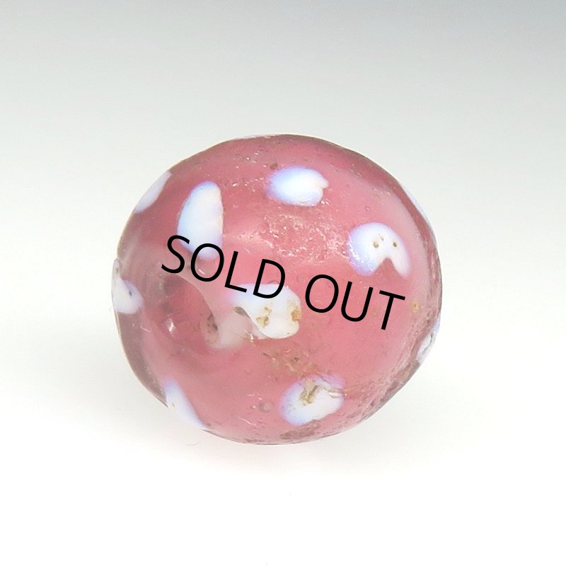 画像4: 金赤のレッドスカンク (4)