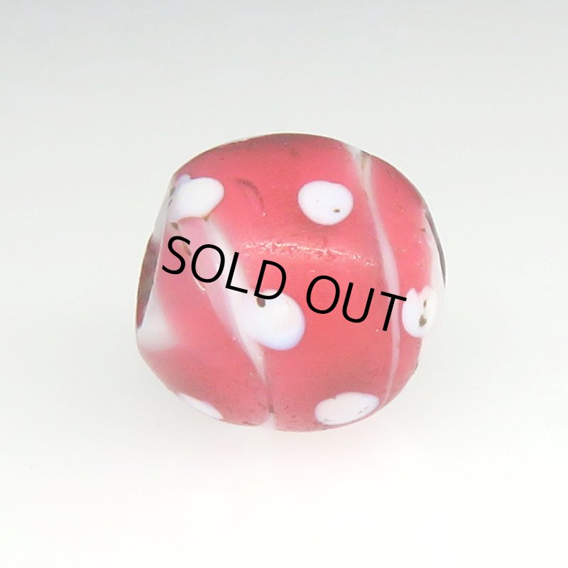 画像4: キャンディーのような金赤のレッドスカンク (4)