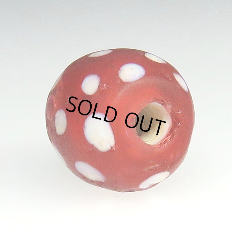 画像4: 金赤のレッドスカンク (4)