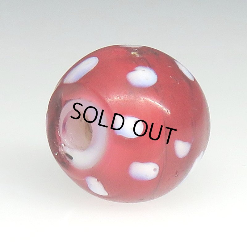 画像4: 金赤のレッドスカンク (4)