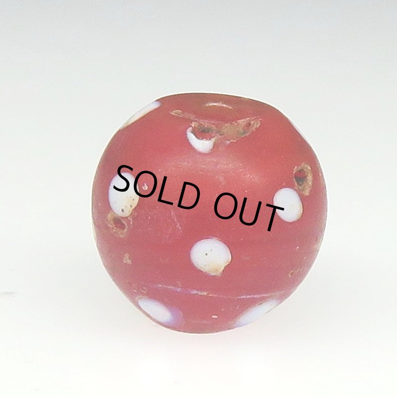 画像2: レア色レッドスカンク (2)