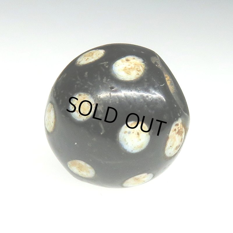 画像3: ブラックスカンク (3)