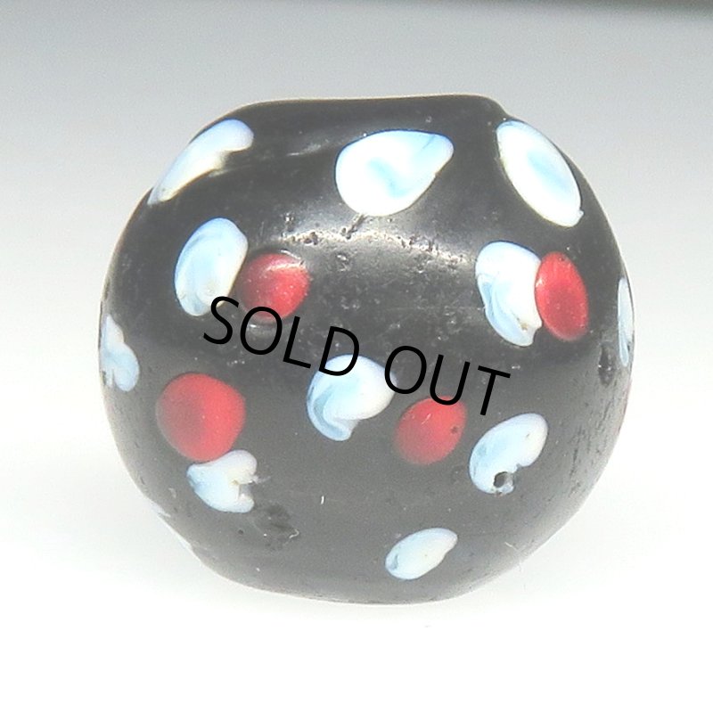 画像2: 美赤い目のブラックスカンク大 (2)