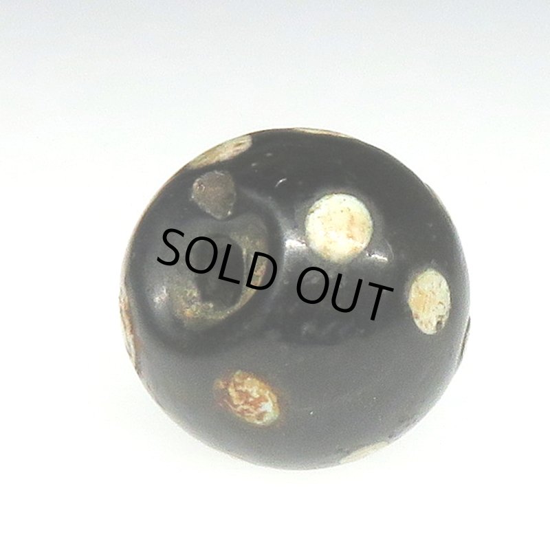 画像4: ブラックスカンク (4)