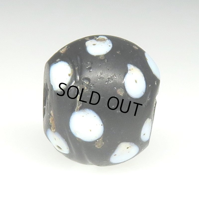 画像3: ブラックスカンク (3)