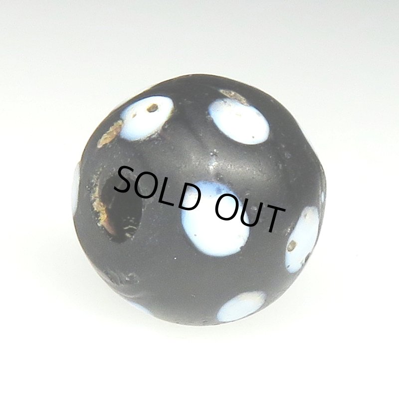 画像4: ブラックスカンク (4)