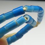 画像5: オールドブルーホワイトハーツ連 (5)