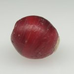 画像3: 血赤ホワイトハーツ大 (3)