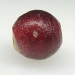 画像3: 血赤ホワイトハーツ大 (3)