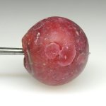 画像3: カーネリアンデアレッポ (3)