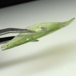 画像6: 銀化古代ガラス残欠 (6)