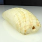 画像5: ヒポティース (5)