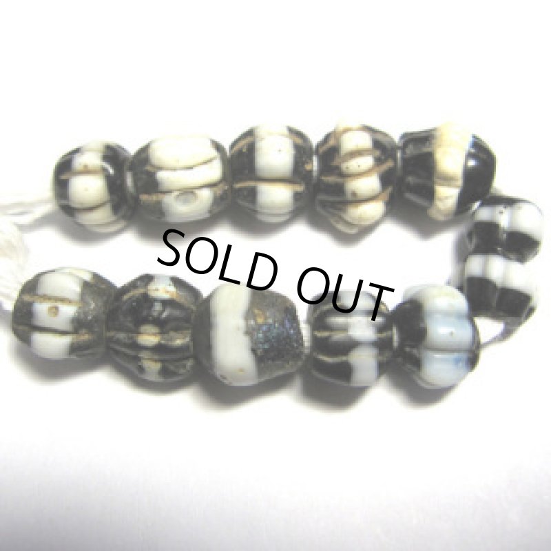 ドッグトゥース小連