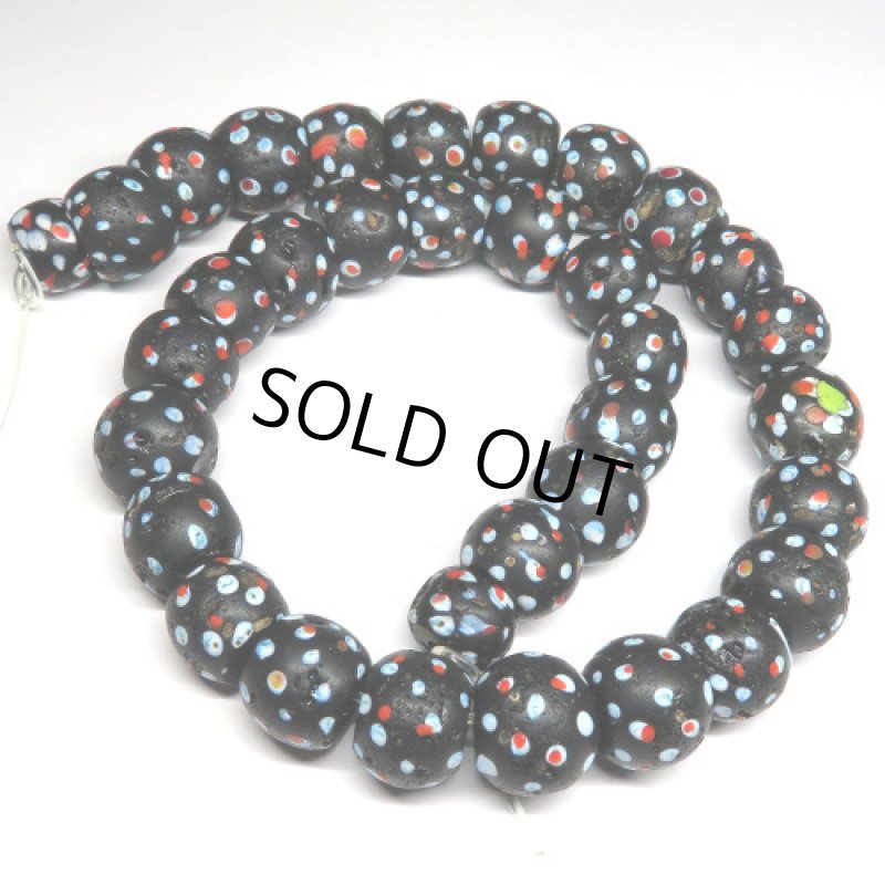 大型ブラックスカンク連