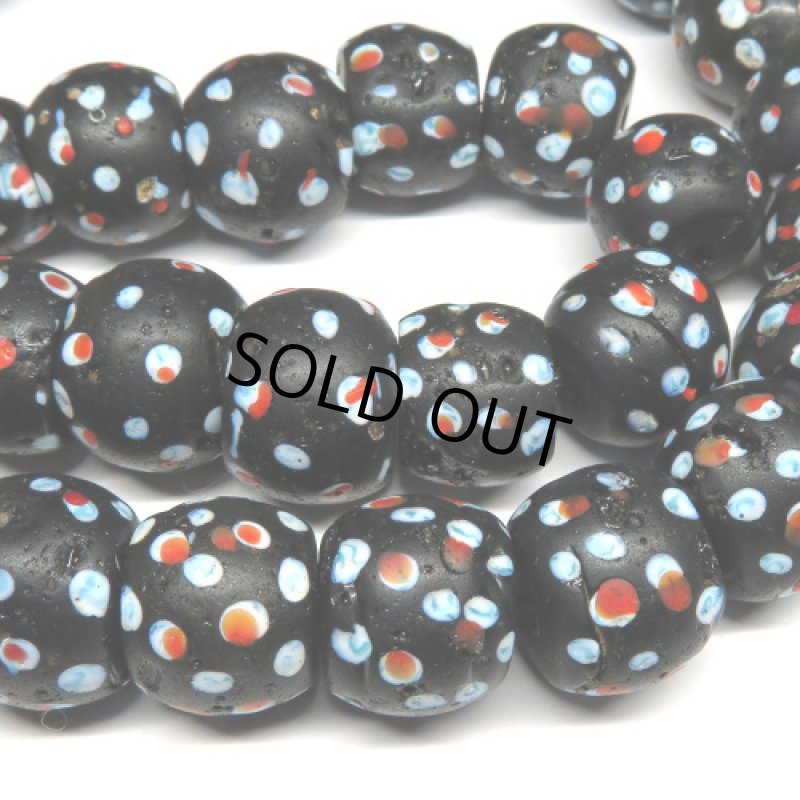 大型ブラックスカンク連