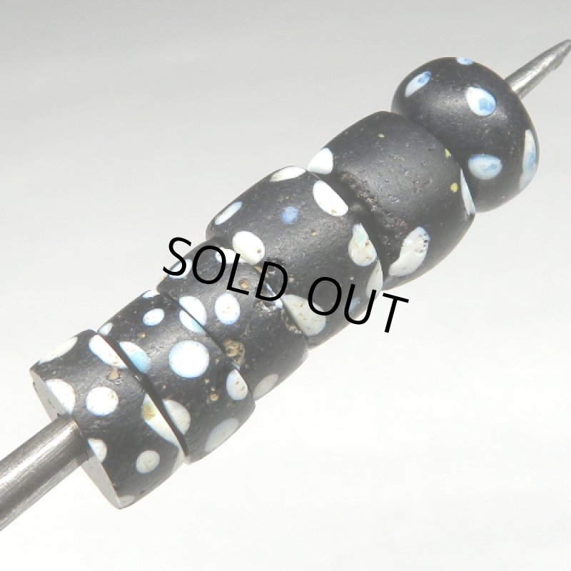 小粒ブラックスカンク　6個セット