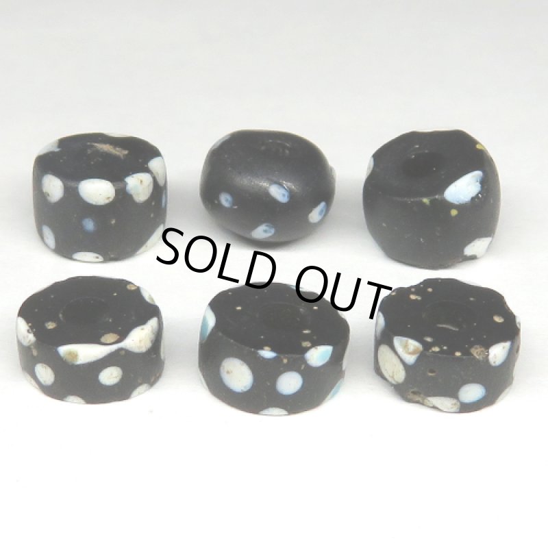 小粒ブラックスカンク　6個セット