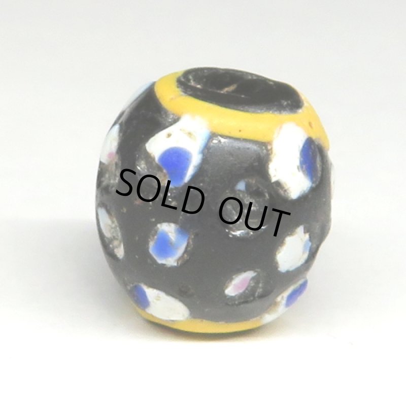 紺ドットのブラックファンシースカンク