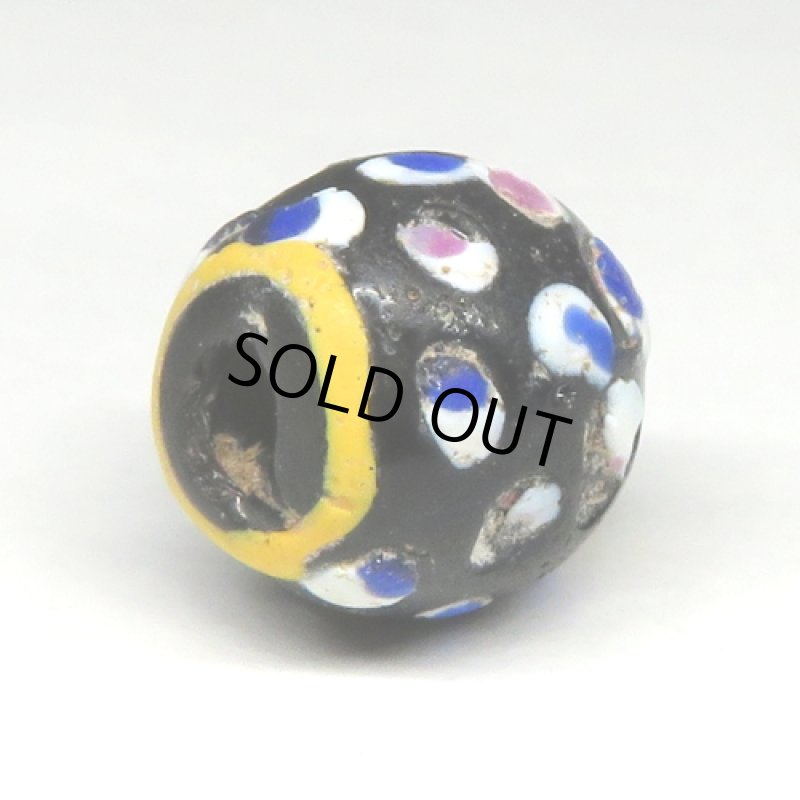 紺ドットのブラックファンシースカンク