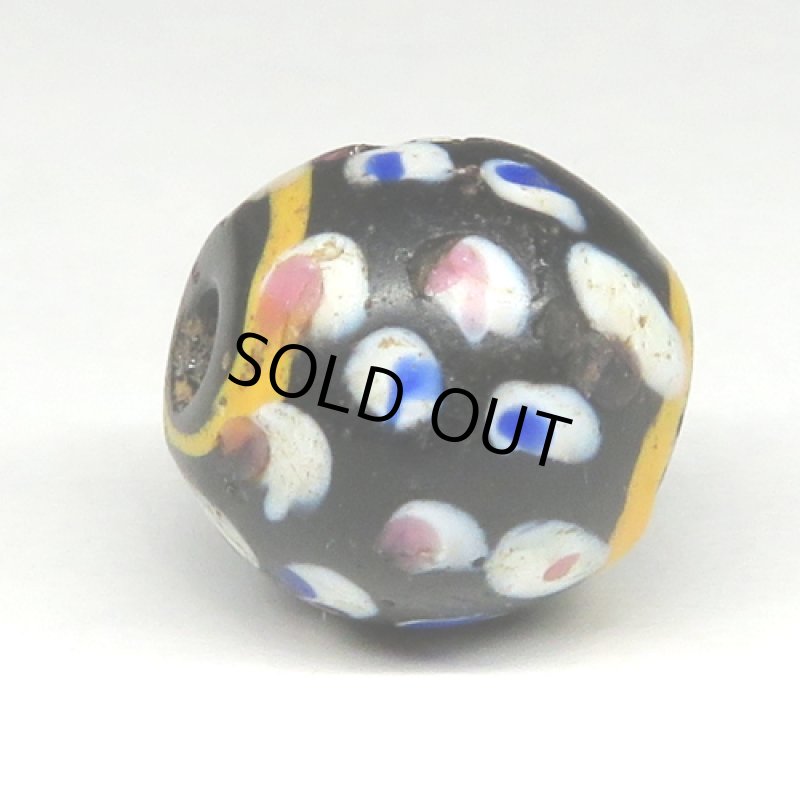 紺ドットのブラックファンシースカンク