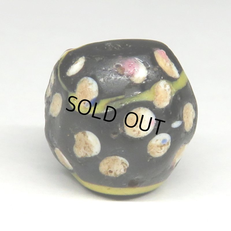 紺ドットのブラックファンシースカンク