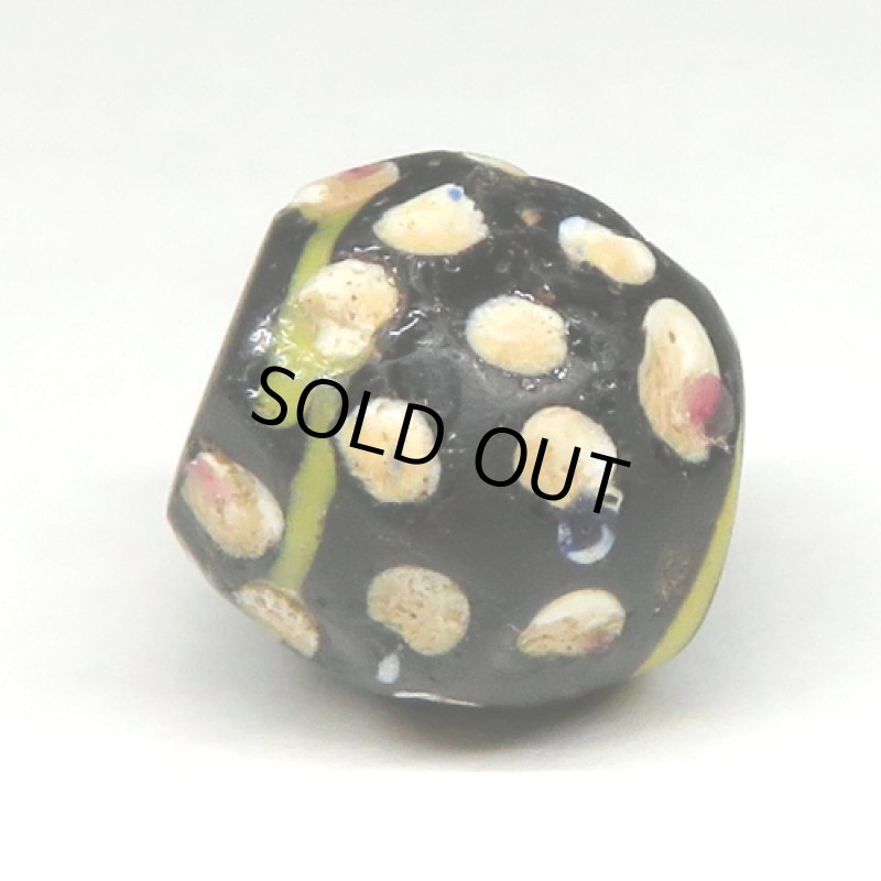 紺ドットのブラックファンシースカンク