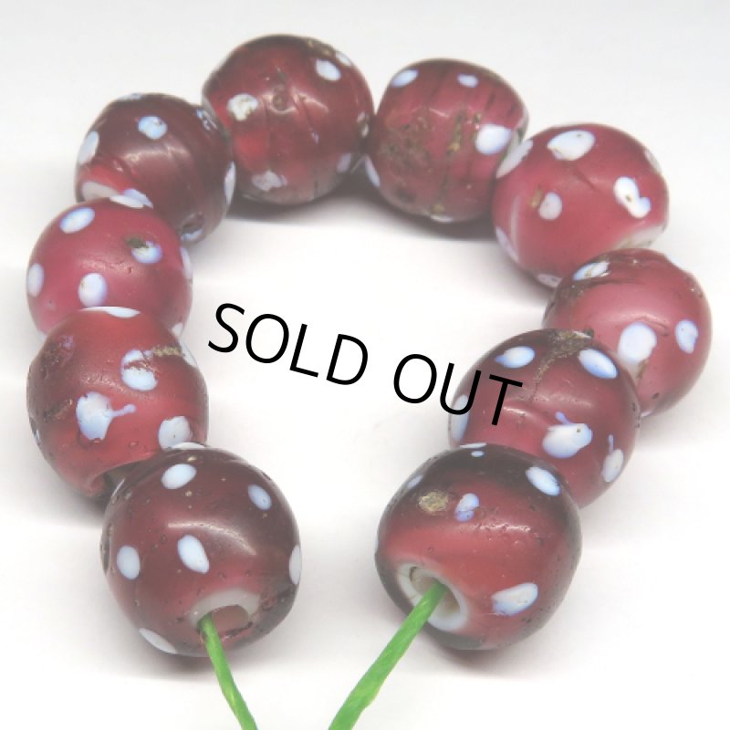 金赤レッドスカンク 10個セット