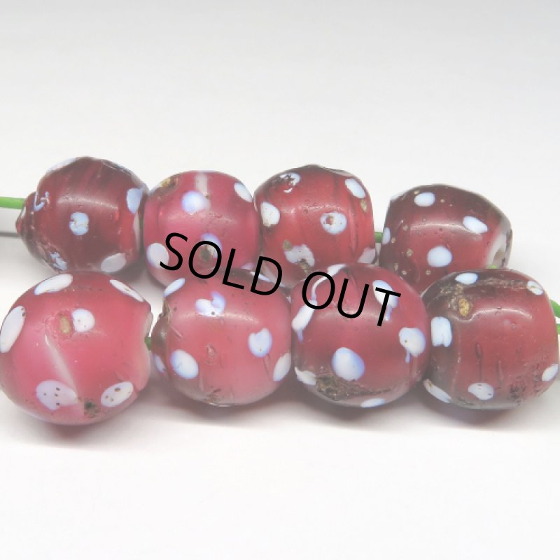 金赤レッドスカンク 10個セット